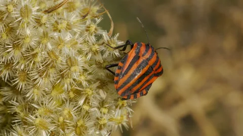 Striped bug Stock Footage 35739456