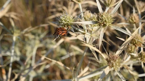 Striped bug Stock Footage 113544204