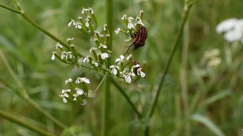 Striped bug Stock Footage 129706223