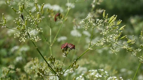 Striped bug Stock Footage 129849724