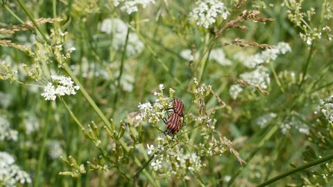Striped bug Stock Footage 130145879