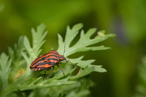 A Striped bug sitting on a green leaf Stock Photos