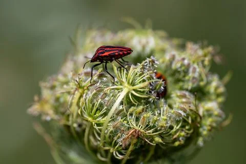 Striped Bug on Wildflower Head Stock Photos