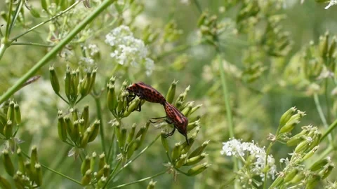 Striped bugs Stock Footage 130368384