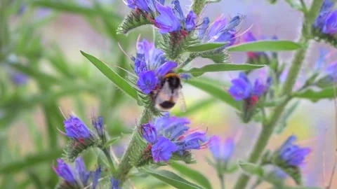 Striped bumblebee pollinating tall purple flowers Stock Footage 277213323