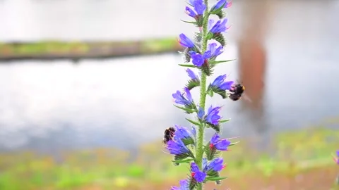 Striped bumblebee pollinating tall purple flowers Stock Footage 277228717