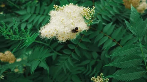 Striped bumblebee pollinating white sweet-smelling meadowsweet flowers, slow-mo Stock Footage 205040370
