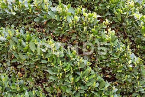 Striped bush Stock Photos