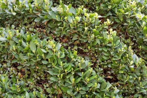 Striped bush Stock Photos