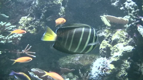 Striped Butterfly fish Stock Footage 56317606