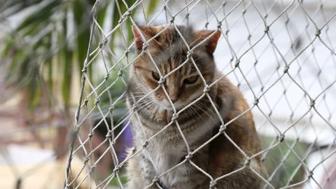 A striped cat on the balcony looking through the safety net Video stock 176028793