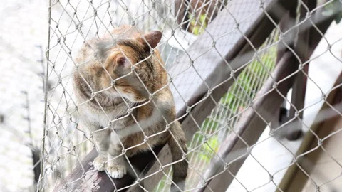 A striped cat on the balcony looking through the safety net Stock Footage 176030761