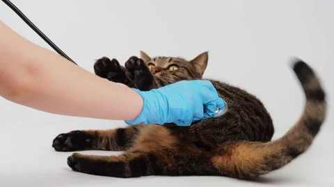 Striped cat bites vet's hand Video stock 227906044