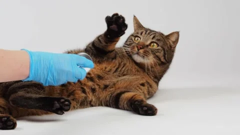 Striped cat bites vet's hand Video stock 227906056