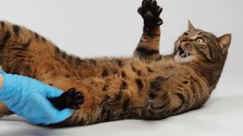 Striped cat bites vet's hand Stock Footage 227906066