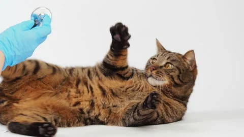 Striped cat bites vet's hand Video stock 227906096