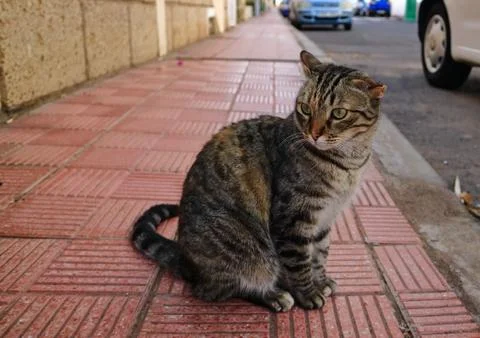 Striped cat with broken ear Stock Photos