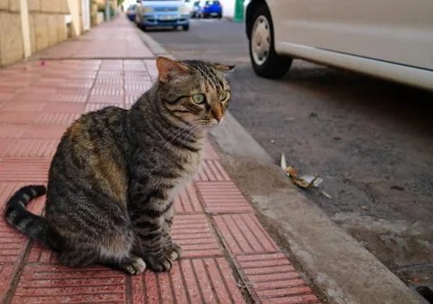 Striped cat with broken ear Stock Photos