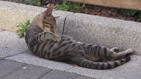 Striped cat Video stock 94836613