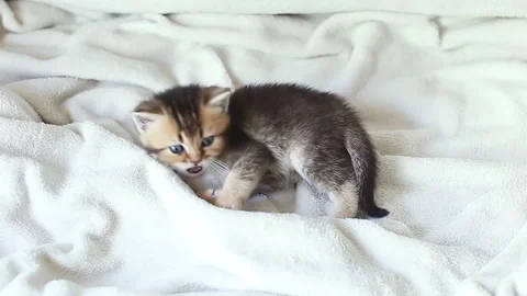 Striped cat 스톡 동영상 219351680