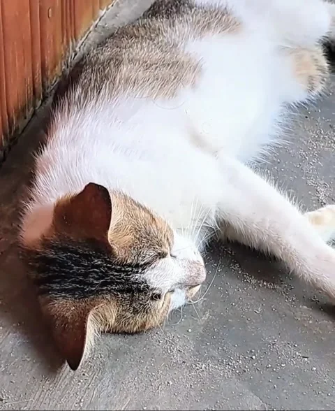 Striped cat Stock-Footage 322557174