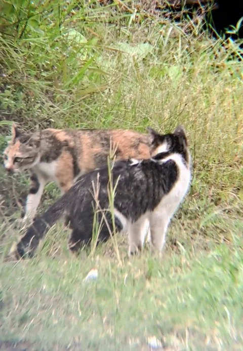 Striped cat Stock-Footage 322557909