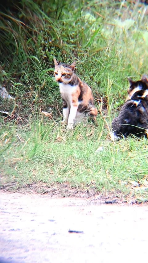 Striped cat Stock-Footage 322557910
