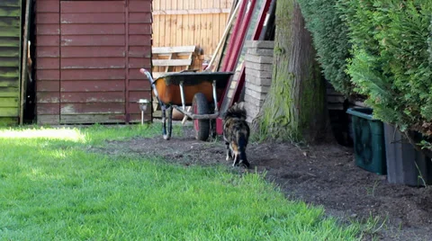 Striped cat in a garden Stock Footage 39242915