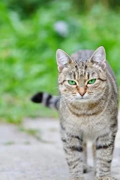 Striped cat with green eyes Stock Photos