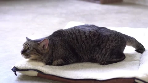 The striped cat has a cough. Stock Footage 232003363
