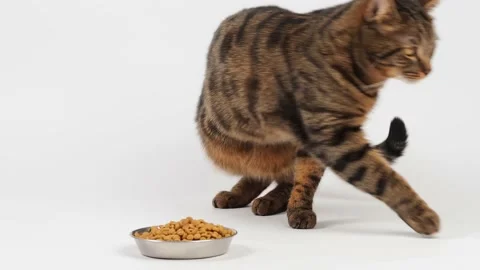 The striped cat has had enough and goes away Stock Footage 227899410