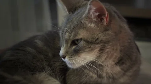 Striped cat licked and washed Stock Footage 80242429