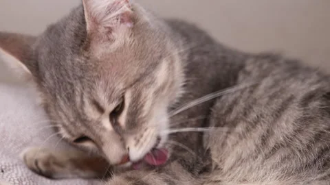 Striped cat licking its paws. Slow motion Stock Footage 241263194
