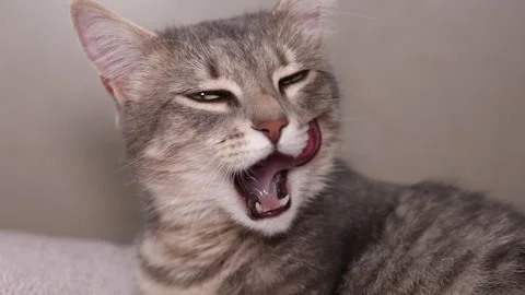 Striped cat licking itself and looking at camera. Slow motion Stock Footage 241263795