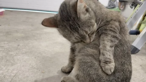 Striped Cat Licking Side Sitting on Concrete Floor Garage Stock Footage 317763713
