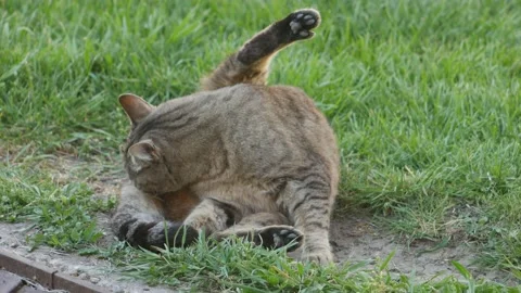 The striped cat licks itself Stock Footage 132277901