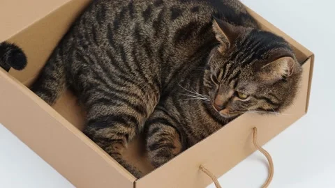 A striped cat lies in a box Stock Footage 227890089