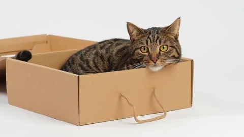 A striped cat lies in a box Stock Footage 227890150