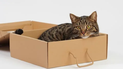 A striped cat lies in a box Stock Footage 227890163