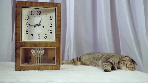 Striped cat lies next to the clock Stock Footage 149054722