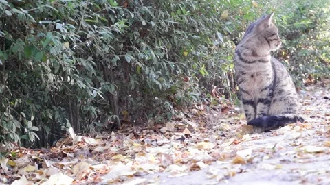 Striped cat looking around confused. A cat that looks around nervously. Video stock 220448258