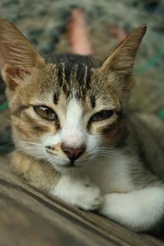 Striped cat is looking away Stock Photos