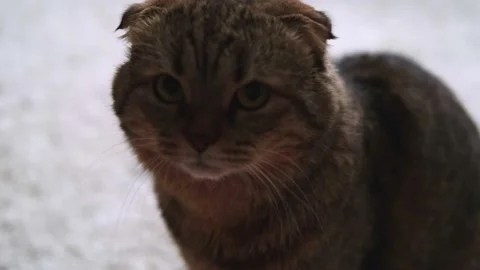 Striped cat looking at the camera and shakes his head. Stock Footage 169091523