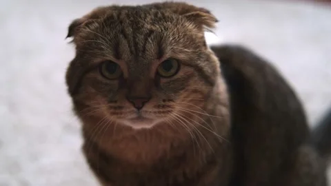 Striped cat looking at camera. Concept of happy adorable cat or pets. Video clip Stock Footage 168414237