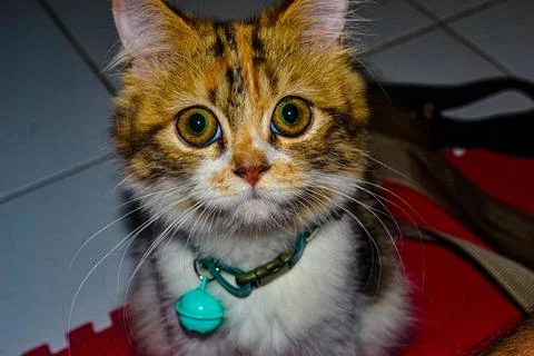 Striped Cat Looking Curiously into the Camera Stock Photos