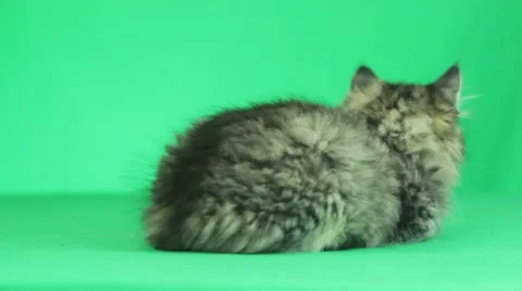 Striped cat looking on a green screen, rear view Stock Footage 63908815