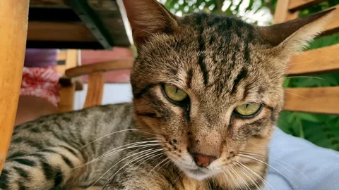 Striped cat is lying on a chair Stock Footage 266992116
