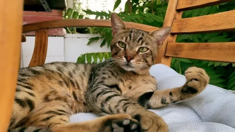 Striped cat is lying on a chair Stock Footage 266992128