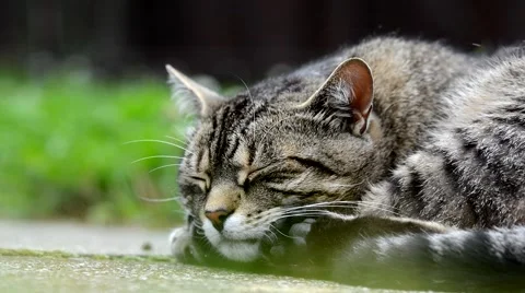 Striped cat lying on the garden Stock Footage 65266260