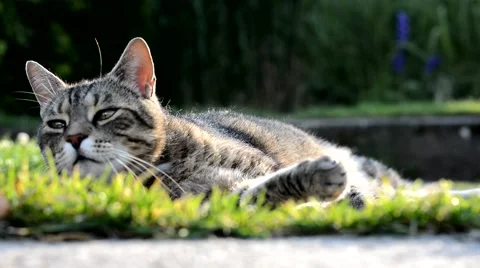 Striped cat lying on the garden Stock Footage 65397117